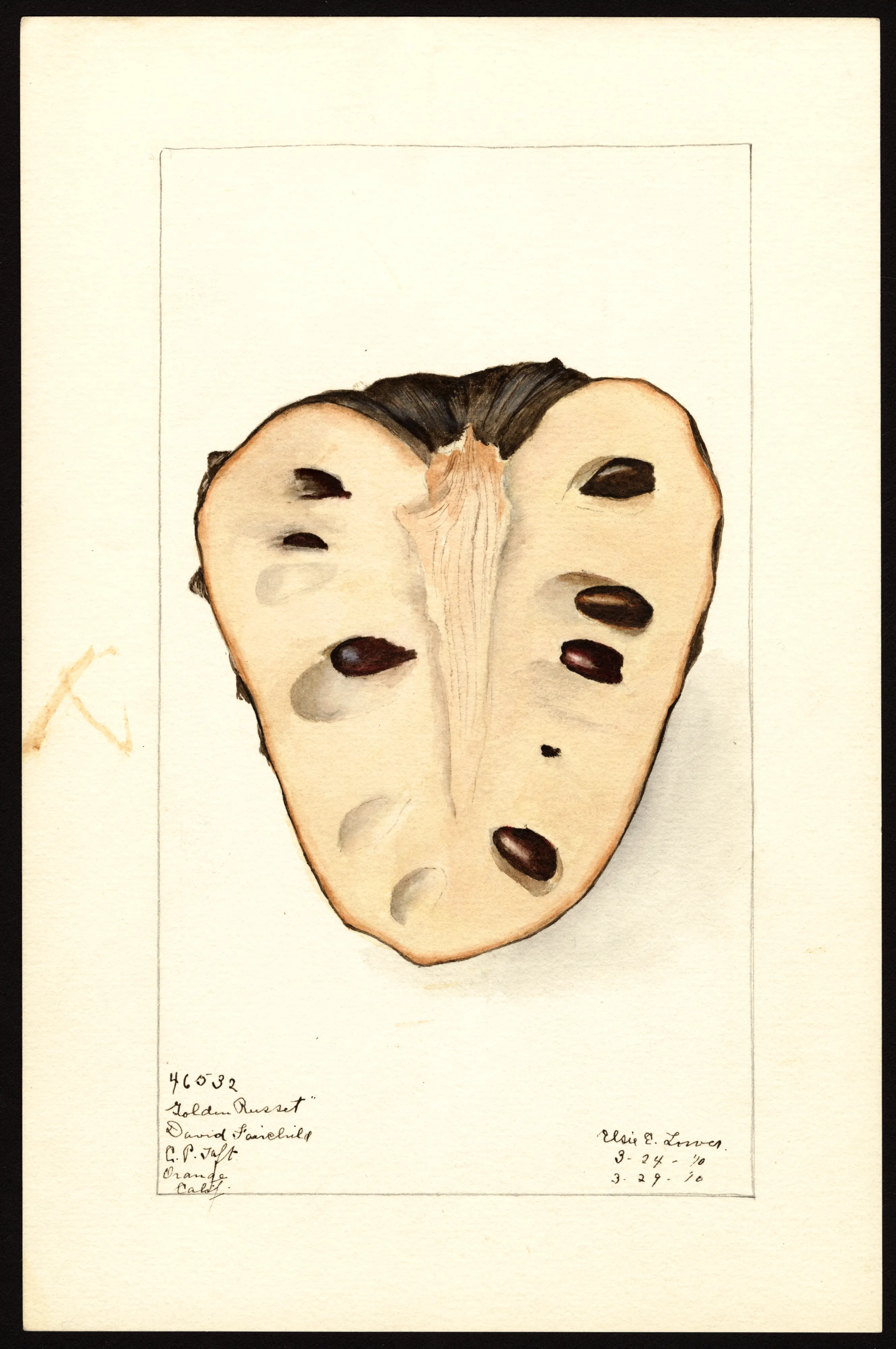 Golden Russet cherimoya, USDA pomological watercolour