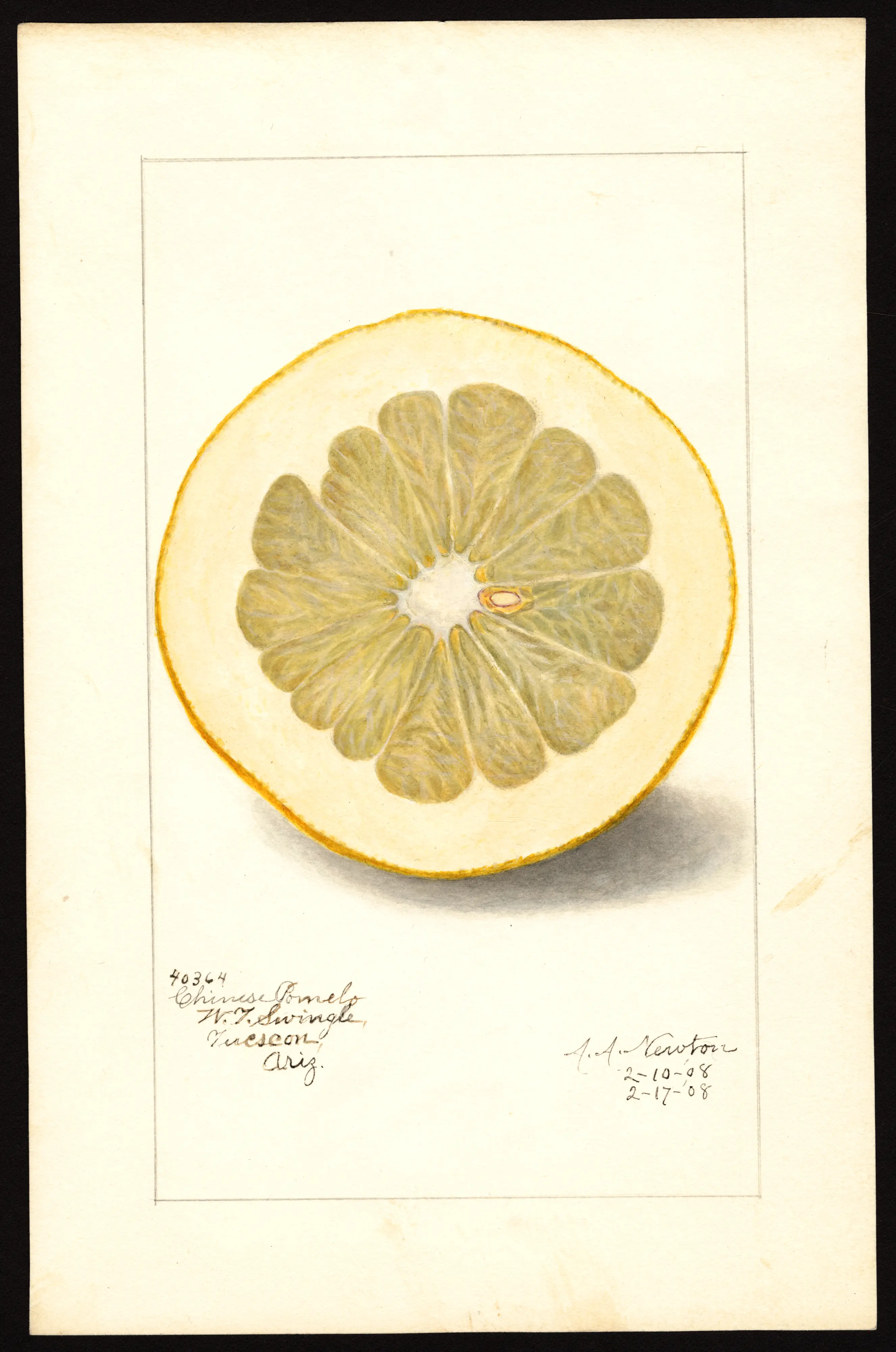 Chinese pomelo, USDA pomological watercolour