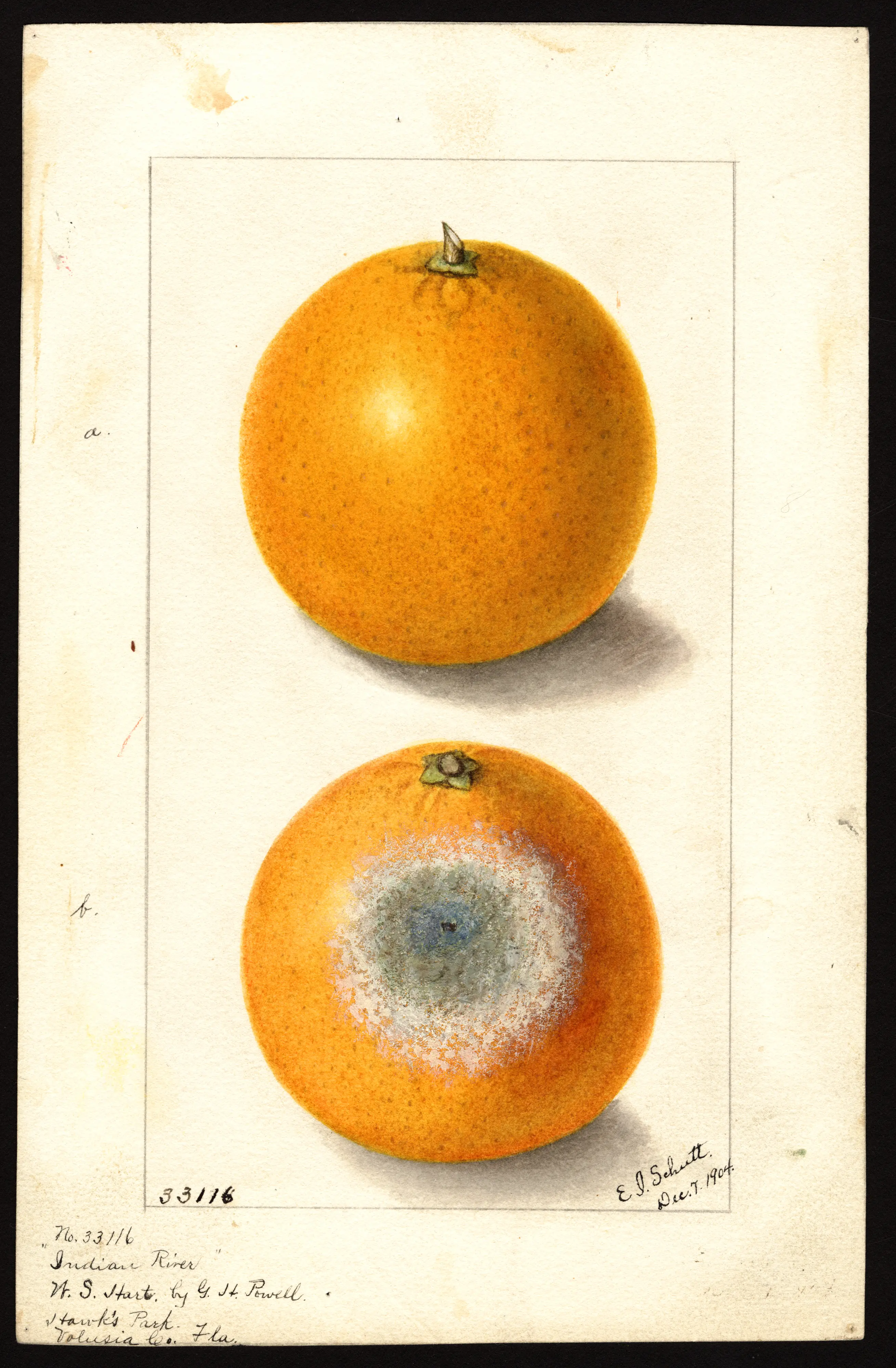 Sweet orange, USDA pomological watercolour