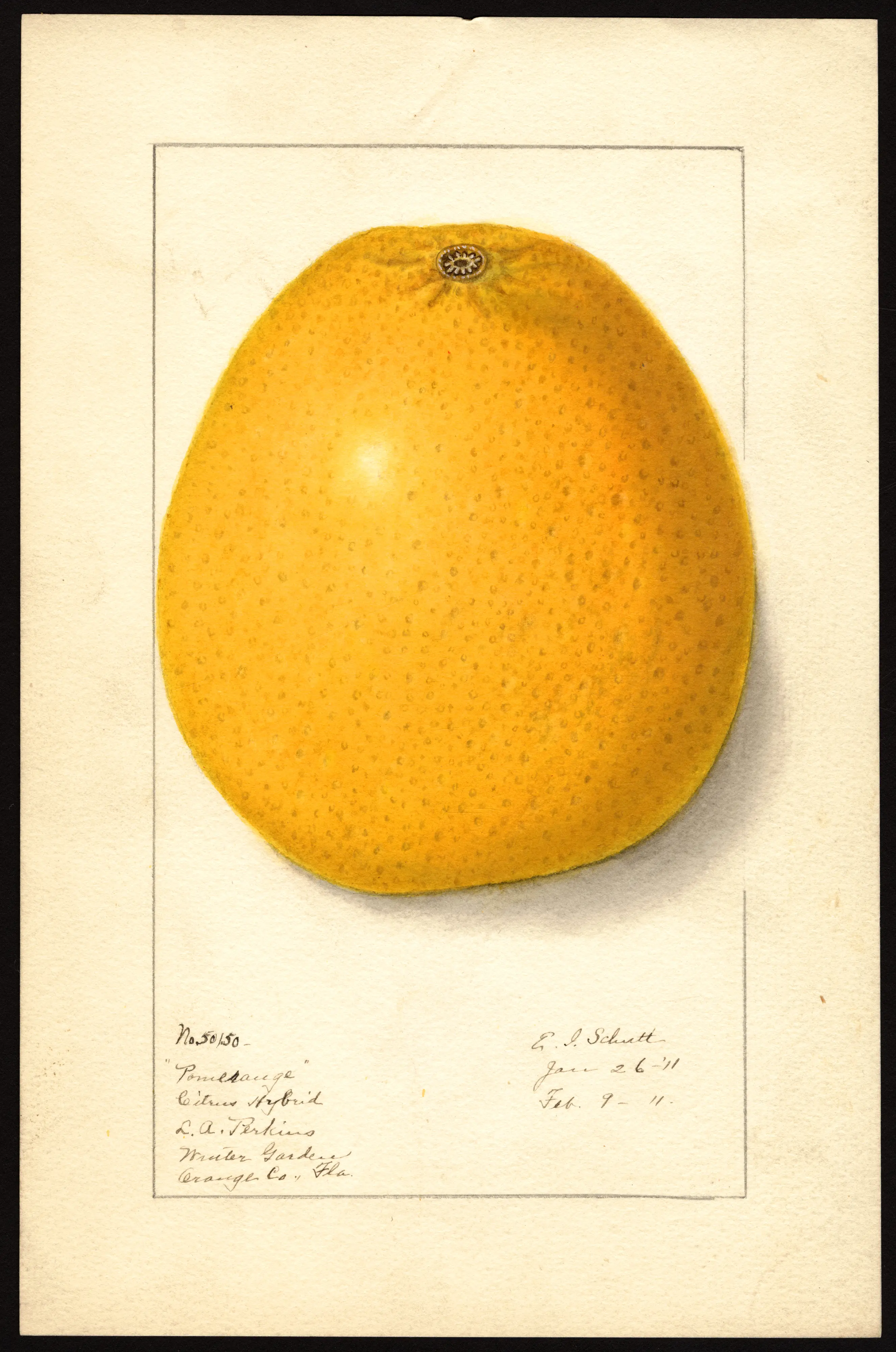 Pomelange citrus hybrid, watercolour by Ellen Isham Schutt, 1911