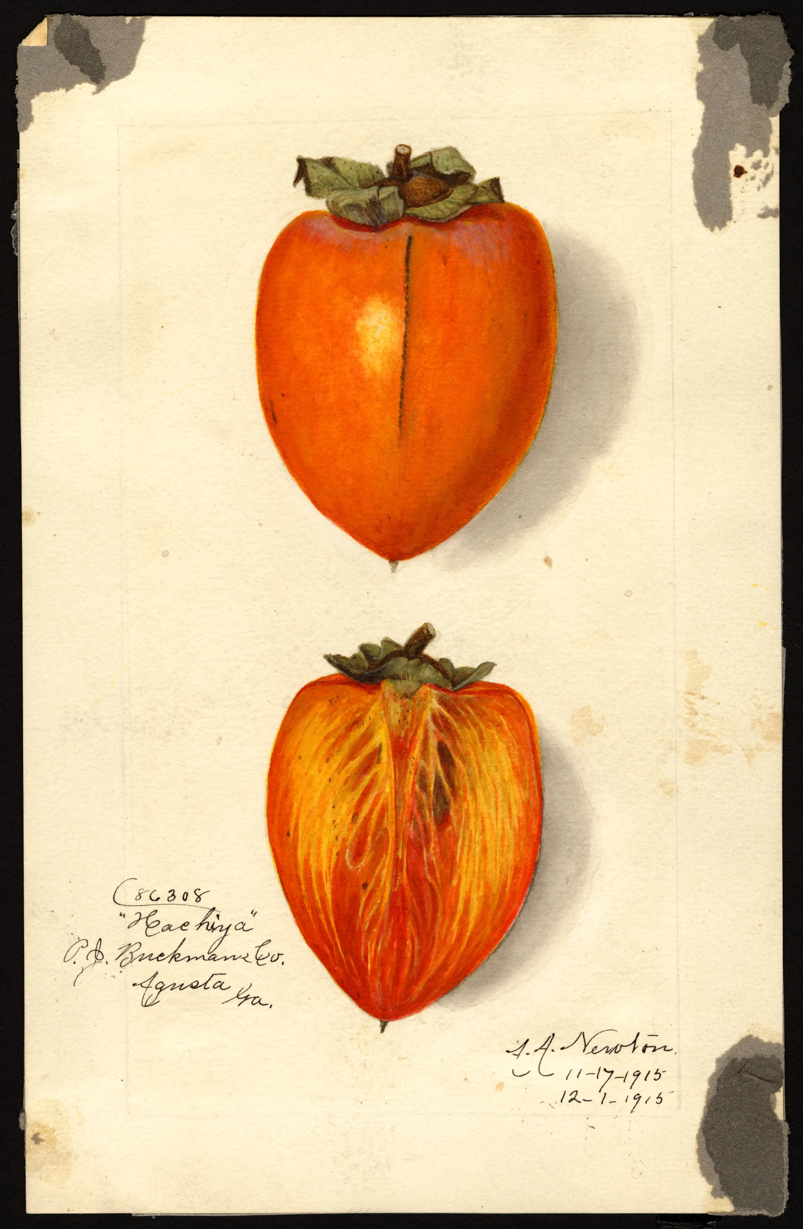 Hachiya persimmon, USDA pomological watercolour