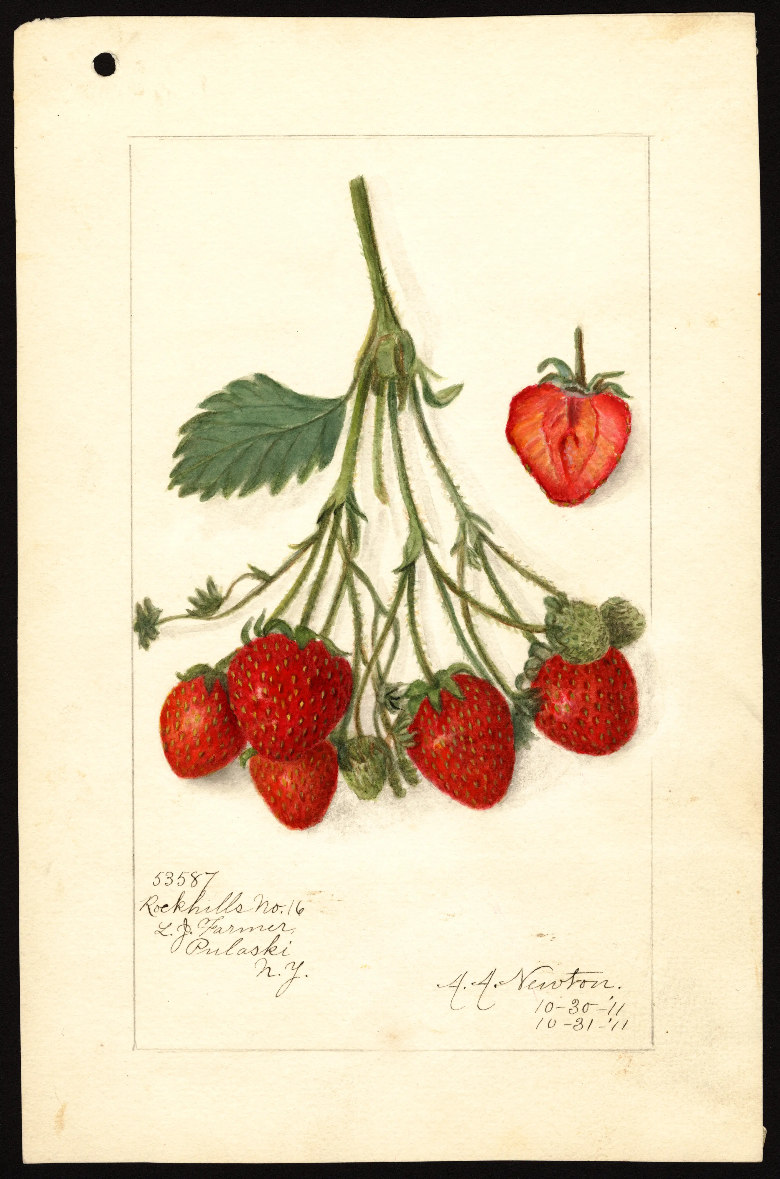 Rockhill's No. 16 strawberry spray and section, watercolour by Amanda Newton, 1911