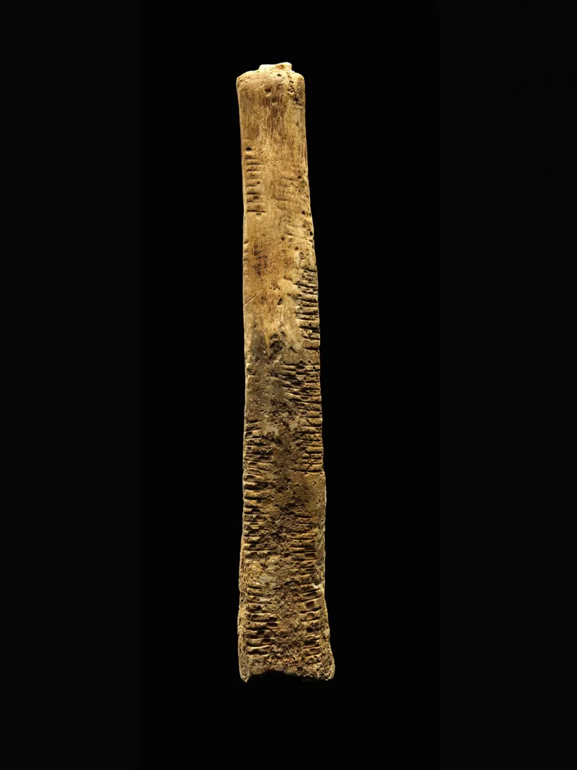 The Ishango bone, a dark-tipped baboon fibula with rows of carved notches along its length