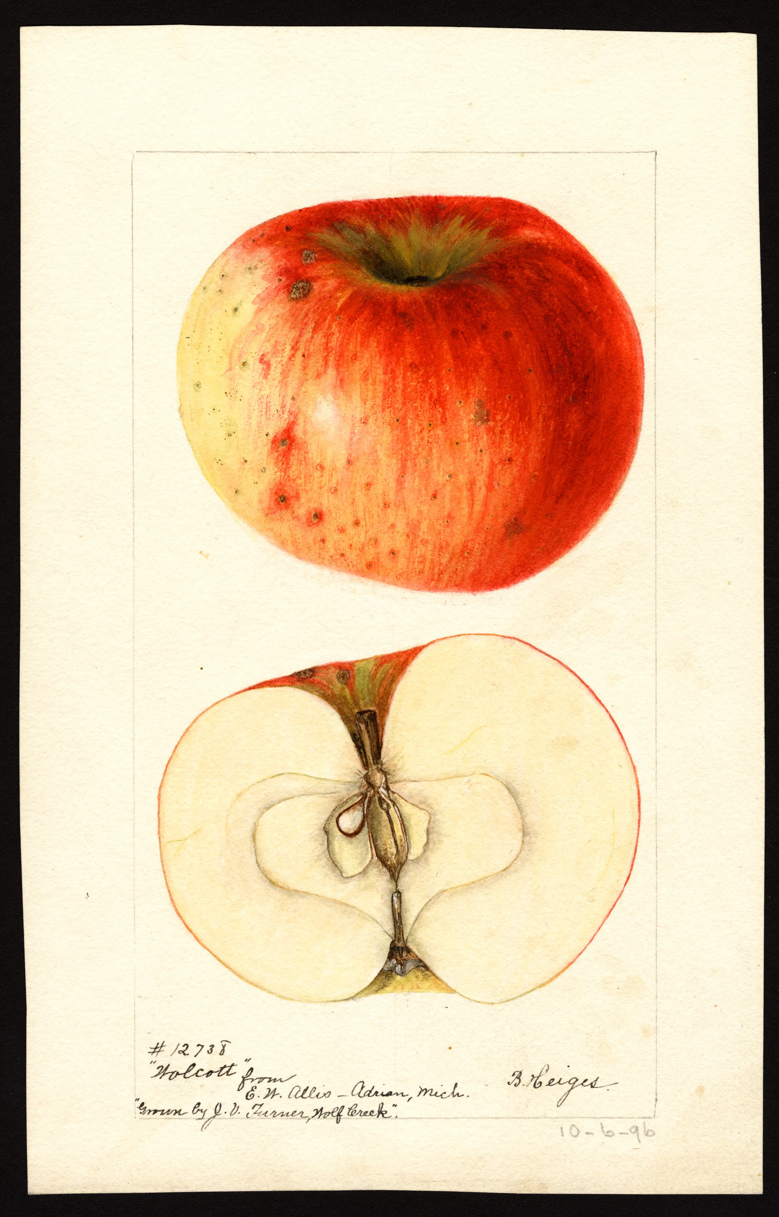 Wolcott apple, whole and in section, watercolour by Bertha Heiges, 1896