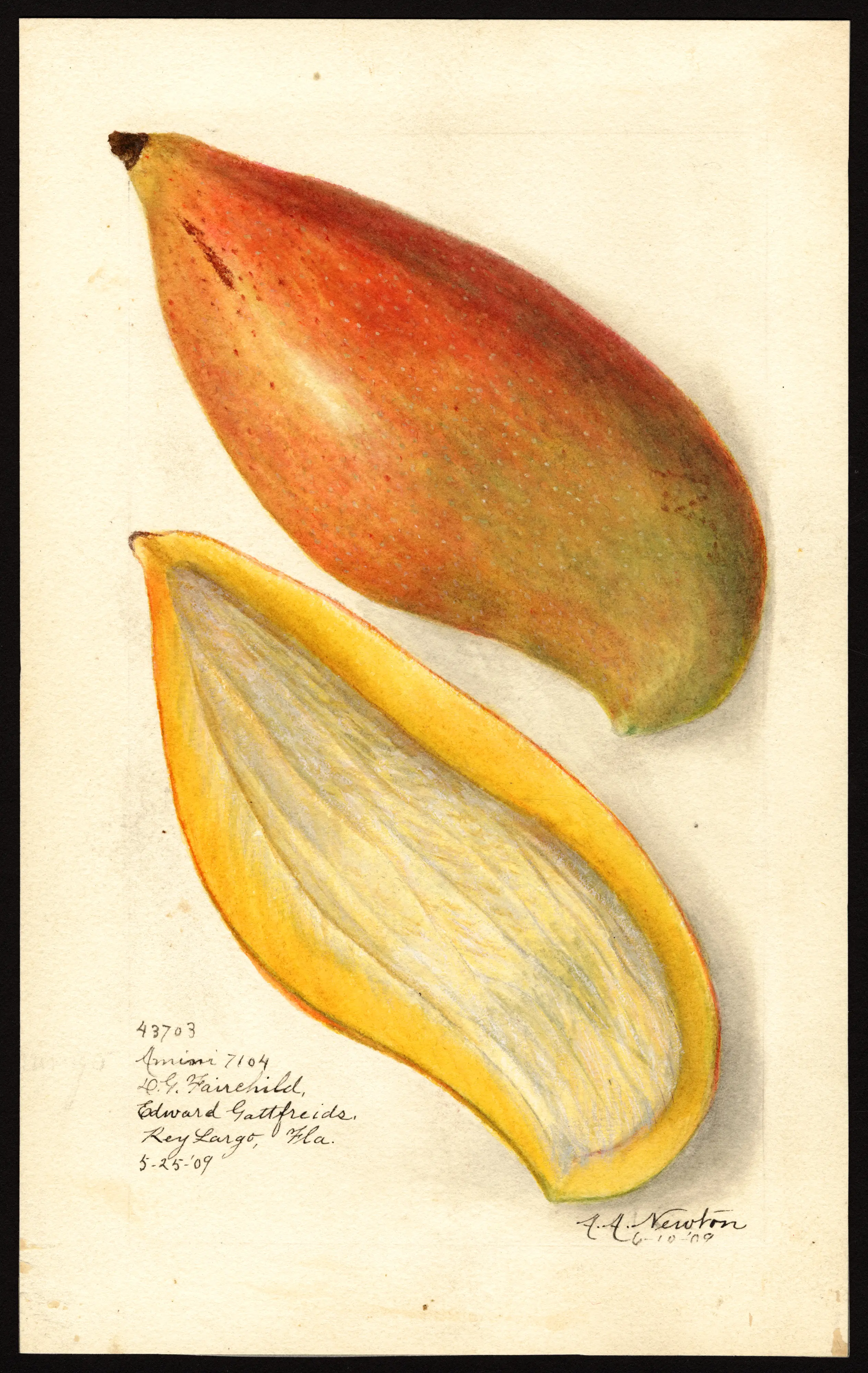 Amiri mango, USDA pomological watercolour