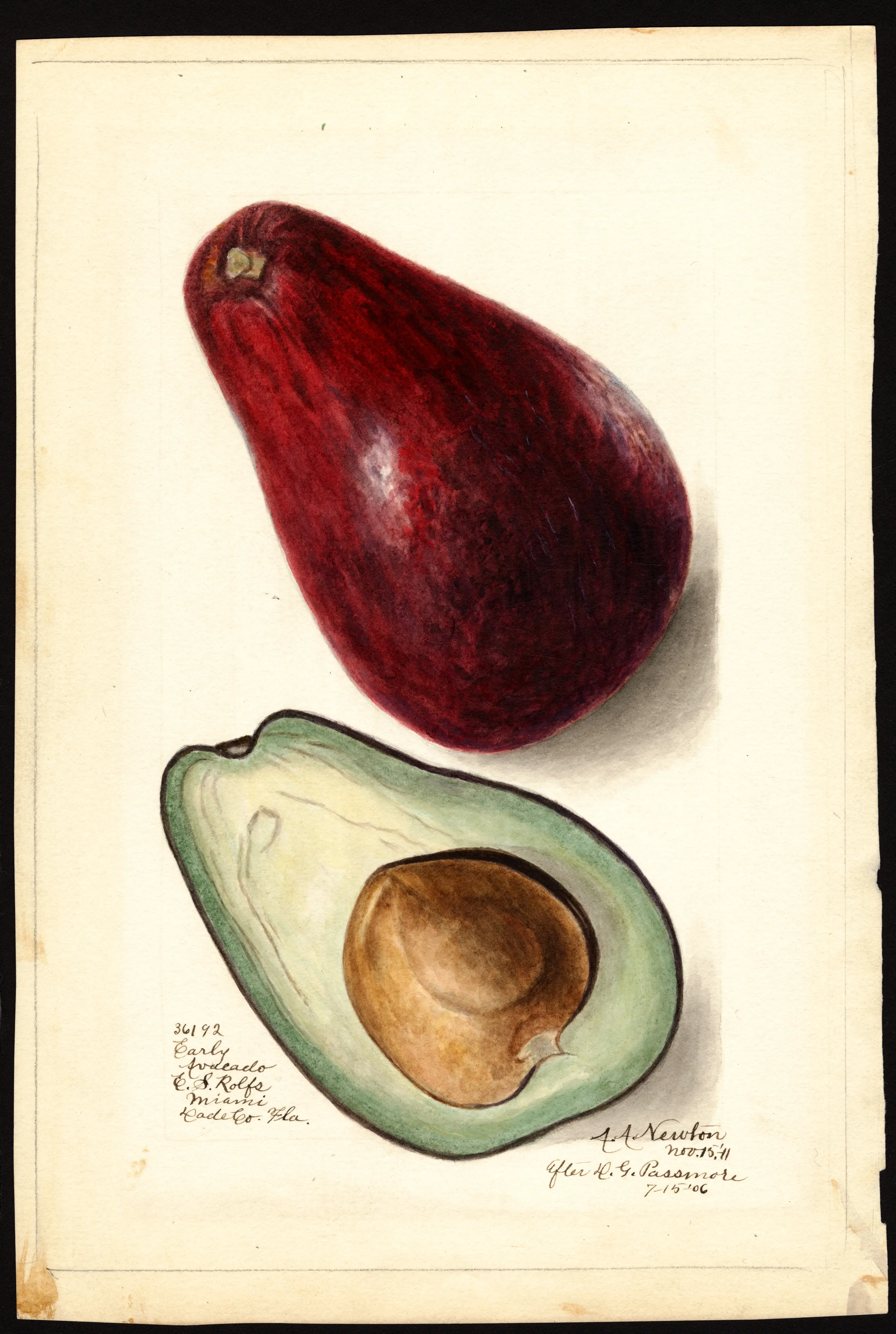 Early avocado, USDA pomological watercolour