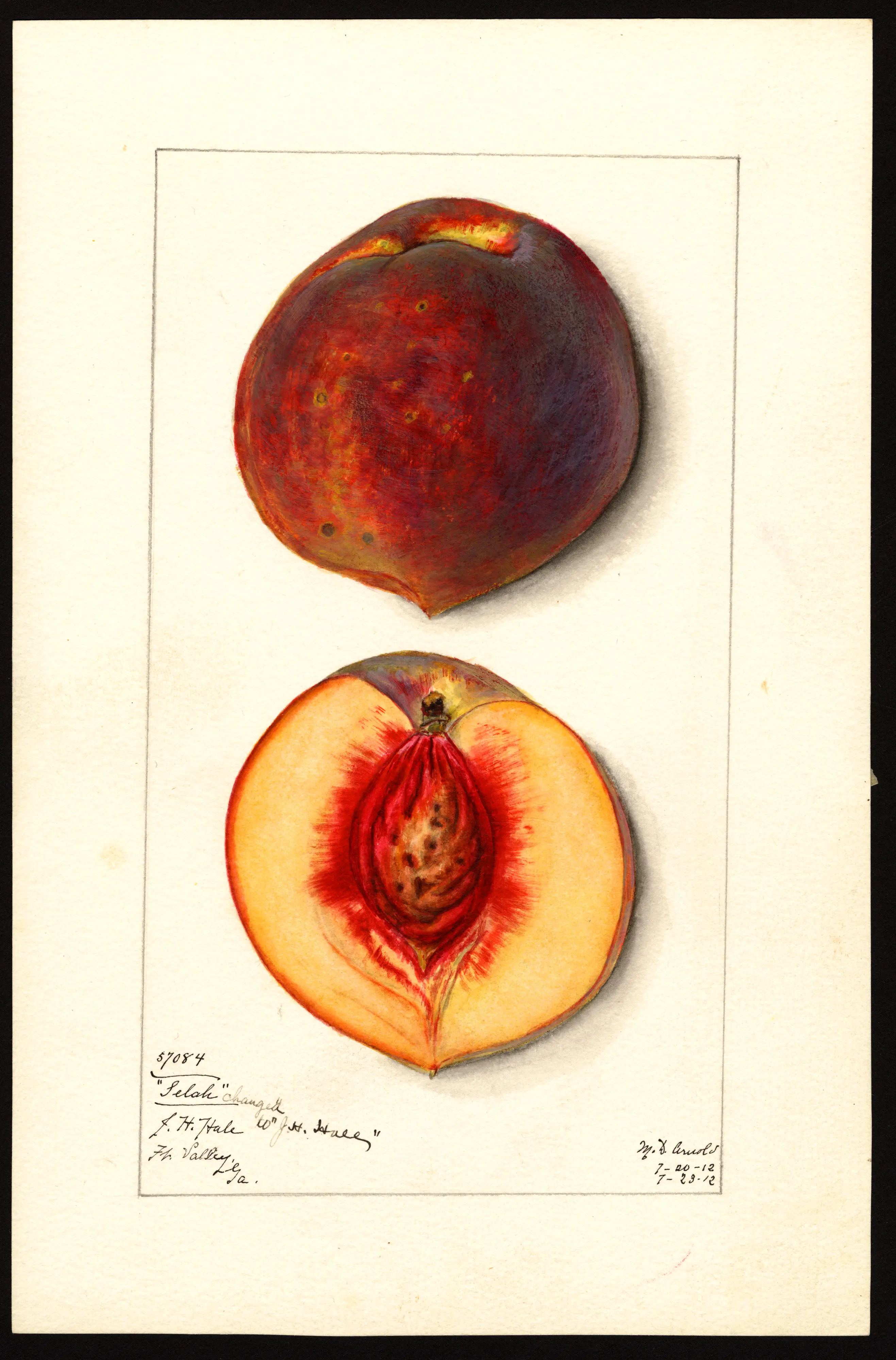 J. H. Hale peach, USDA pomological watercolour
