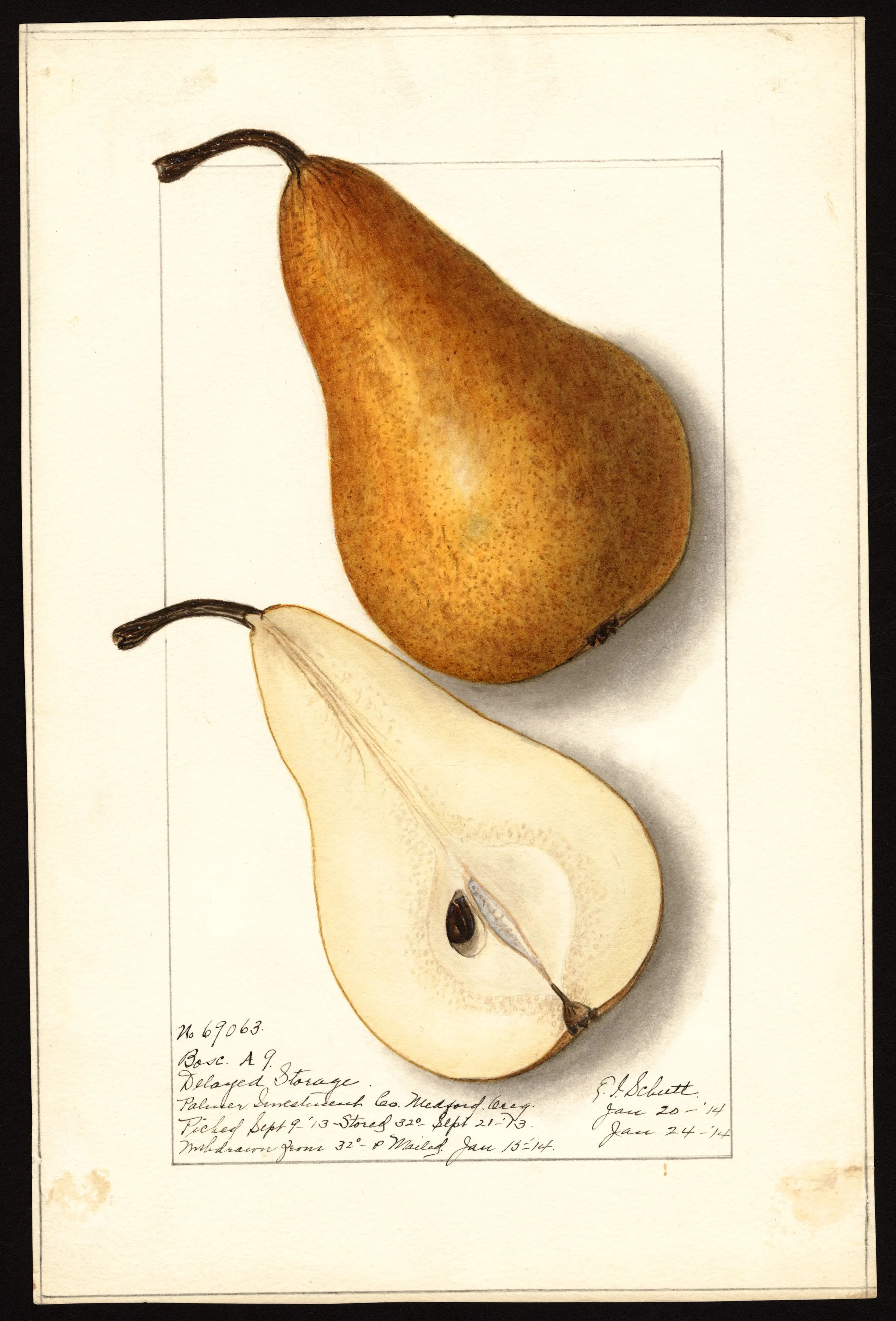 Bosc pear, whole and in section, watercolour by Ellen Isham Schutt, 1914