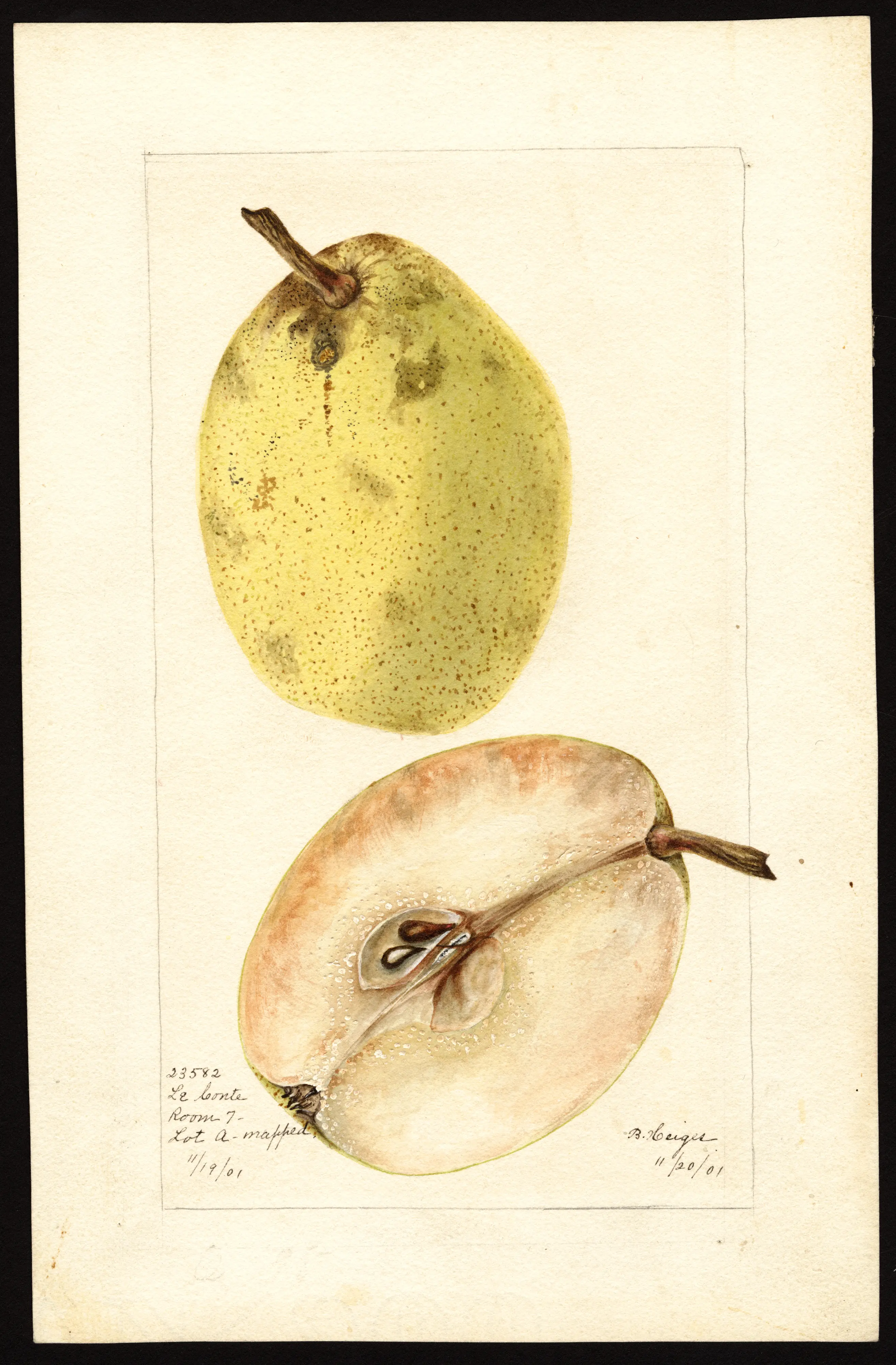 Le Conte pear, USDA pomological watercolour