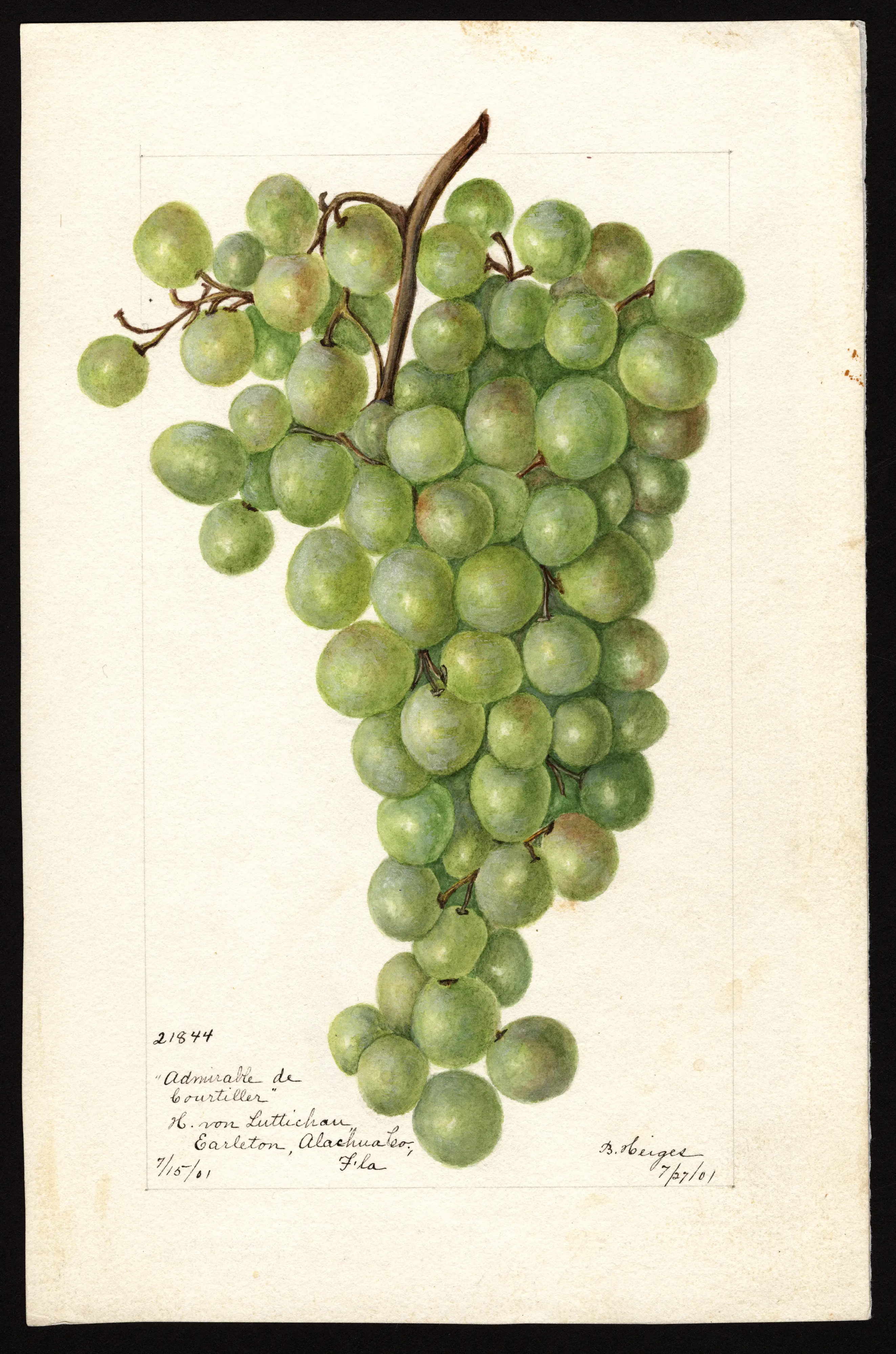 Admirable de Courtiller grape cluster, watercolour by Bertha Heiges, 1901