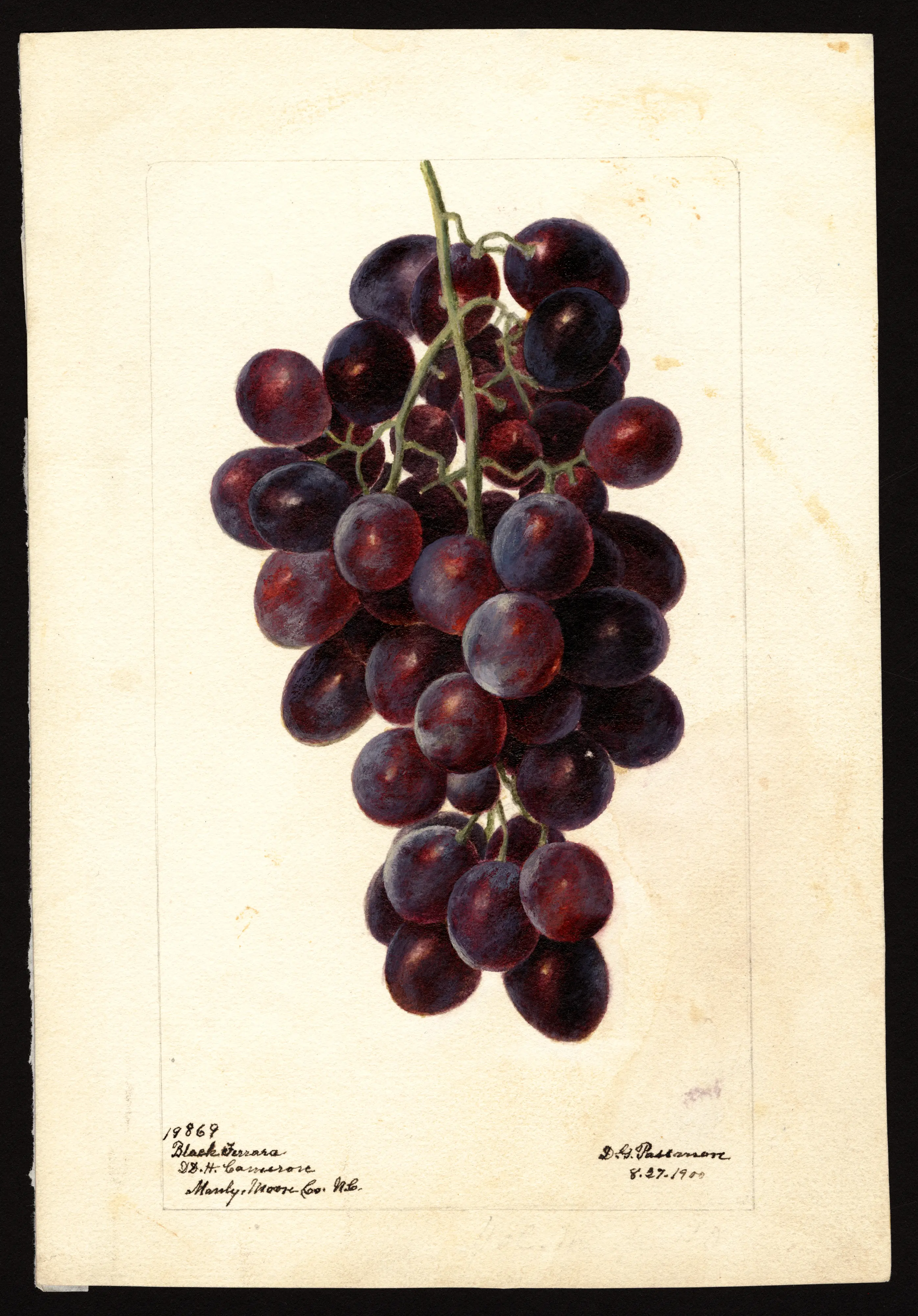 Black Ferrara grape, USDA pomological watercolour