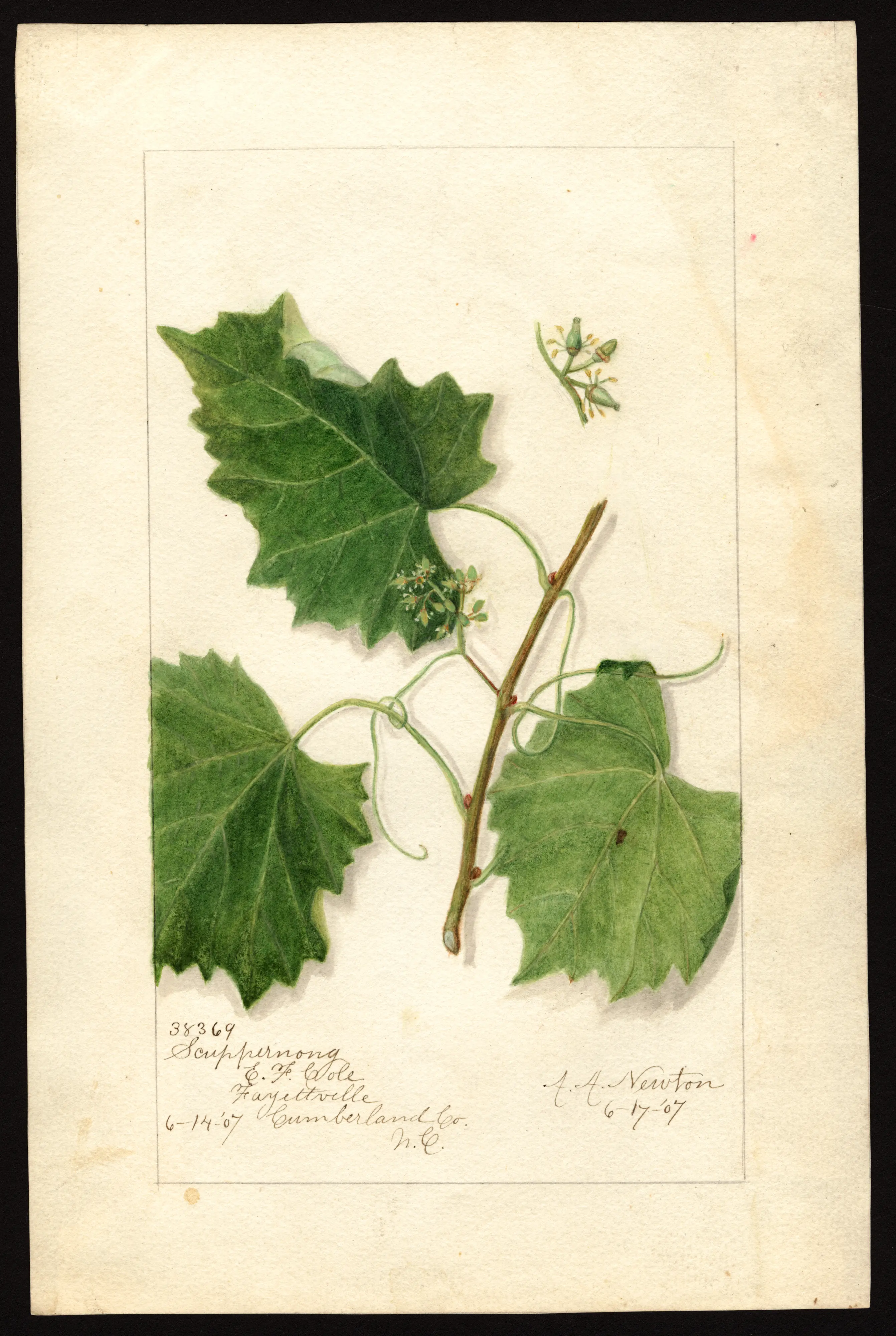 Scuppernong grape, USDA pomological watercolour